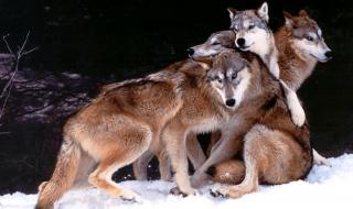 狼是什么类的动物 狼是保护动物吗